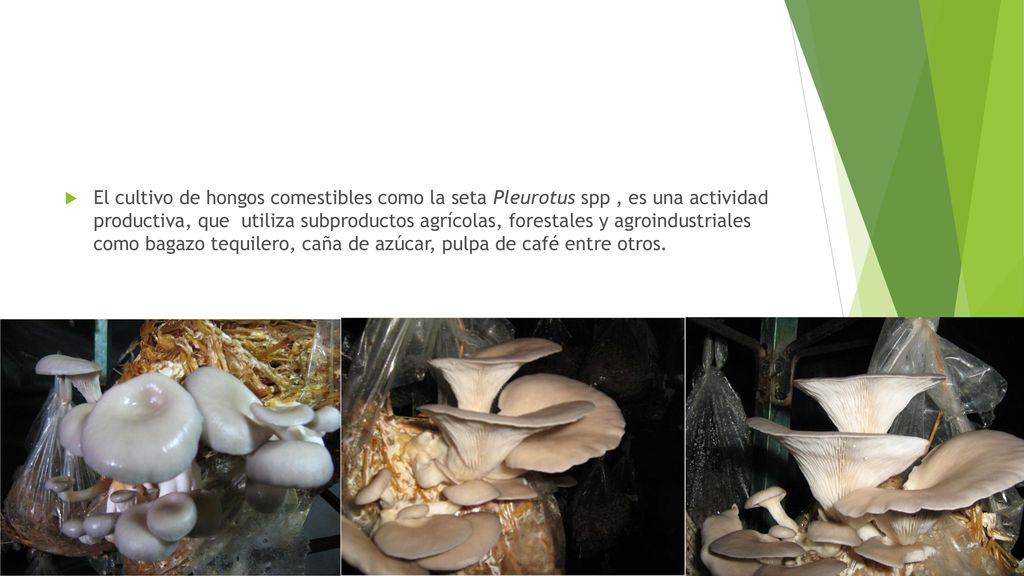 El cultivo de hongos comestibles como la seta Pleurotus spp , es una actividad productiva, que utiliza subproductos agrícolas, forestales y agroindustriales como bagazo tequilero, caña de azúcar, pulpa de café entre otros.