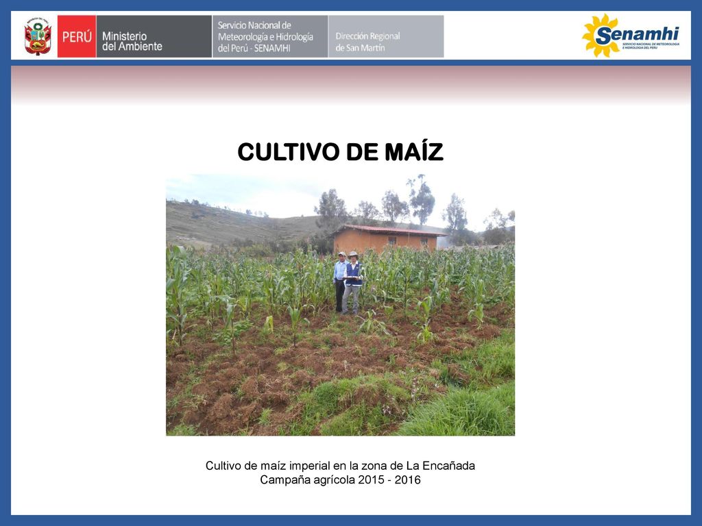 Cultivo de maíz imperial en la zona de La Encañada