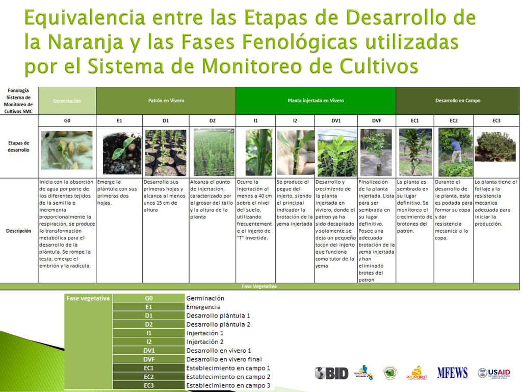 Equivalencia entre las Etapas de Desarrollo de la Naranja y las Fases Fenológicas utilizadas por el Sistema de Monitoreo de Cultivos