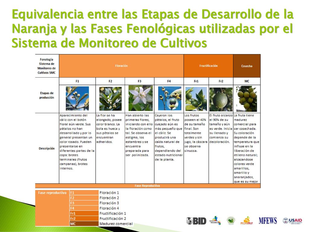 Equivalencia entre las Etapas de Desarrollo de la Naranja y las Fases Fenológicas utilizadas por el Sistema de Monitoreo de Cultivos