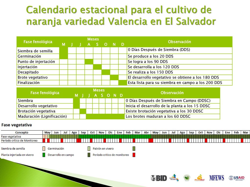 Calendario estacional para el cultivo de naranja variedad Valencia en El Salvador