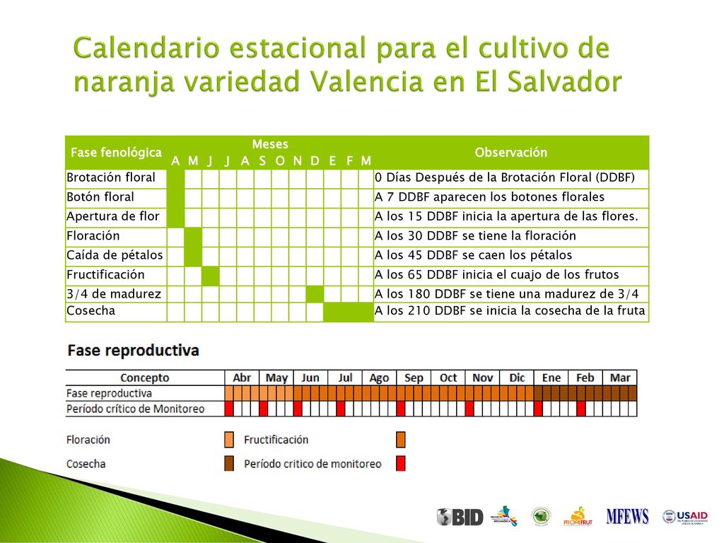 Calendario estacional para el cultivo de naranja variedad Valencia en El Salvador