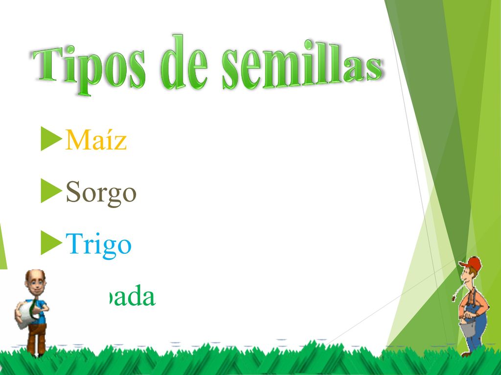 Tipos de semillas Maíz Sorgo Trigo Cebada