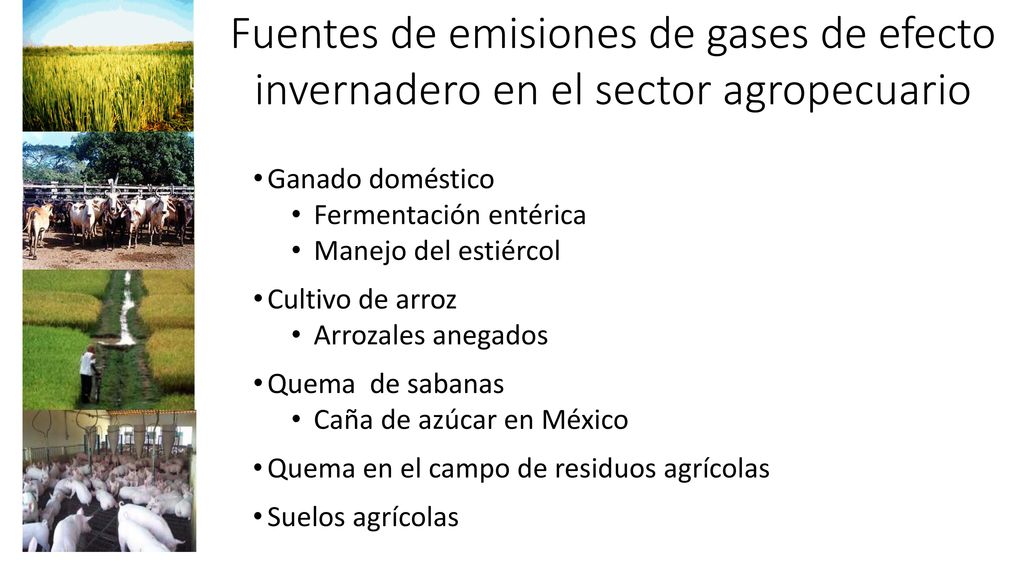 Fuentes de emisiones de gases de efecto invernadero en el sector agropecuario