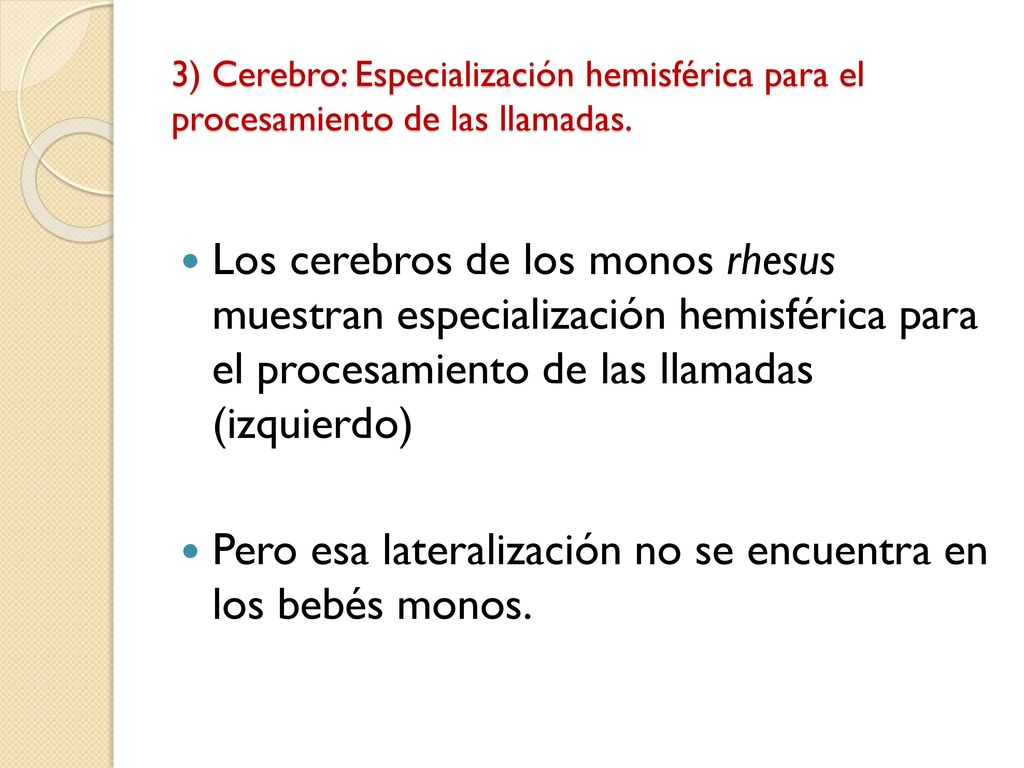 Pero esa lateralización no se encuentra en los bebés monos.