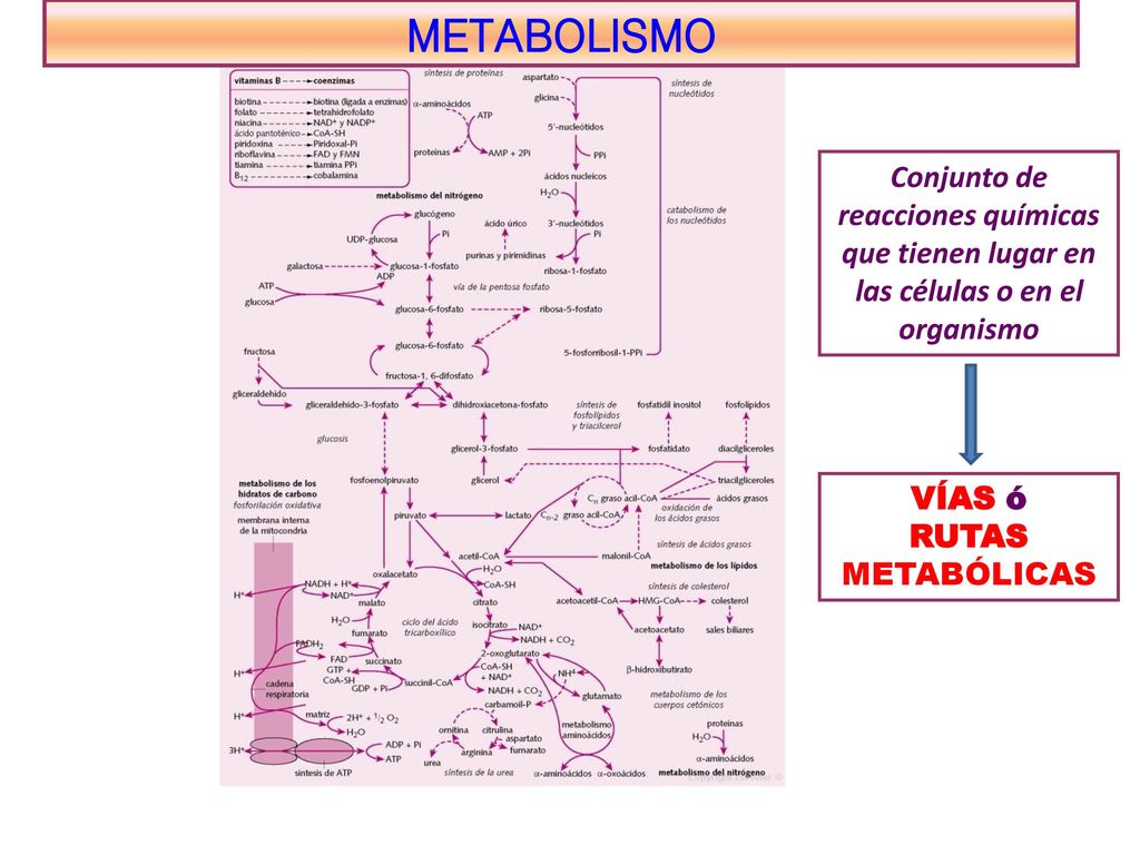METABOLISMO Conjunto de reacciones químicas que tienen lugar en las células o en el organismo. VÍAS ó.