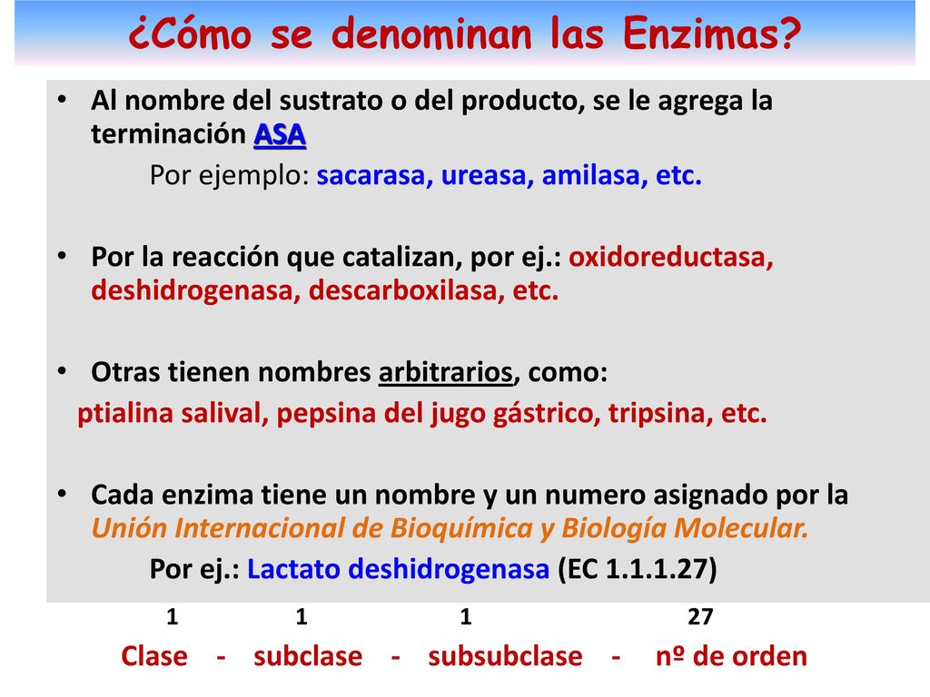 PANCETA ENZIMAS. MONO. GLICERIDOS. CHIZITOS. GRASAS. (TG) CHORIZOS. ENZIMAS. GLICEROL. +3 AC.GRASOS.