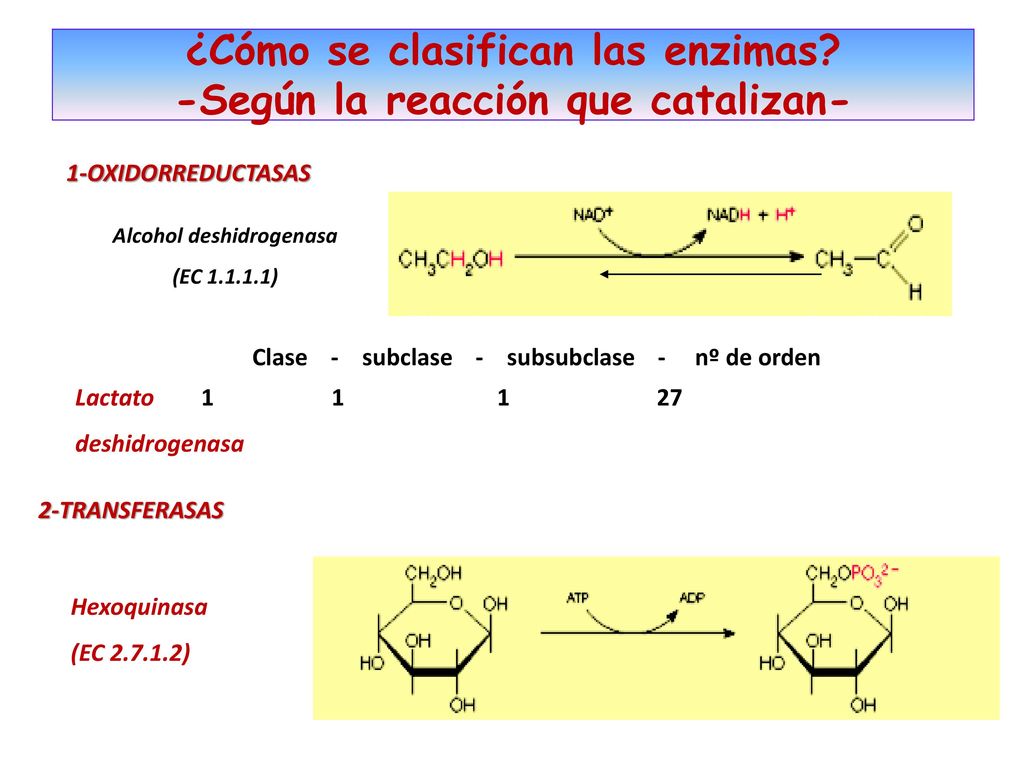 ¿Cómo se clasifican las enzimas -Según la reacción que catalizan-