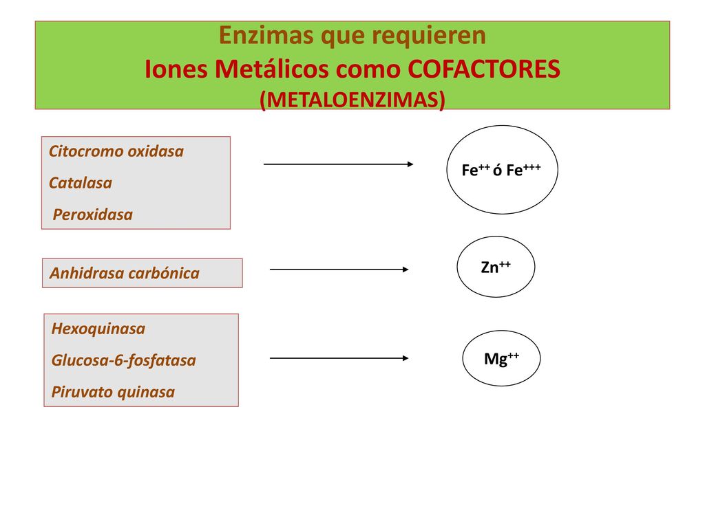 COENZIMAS - VITAMINAS Niacina NAD, NADP Ion Hidruro (:H -) PDH GAD