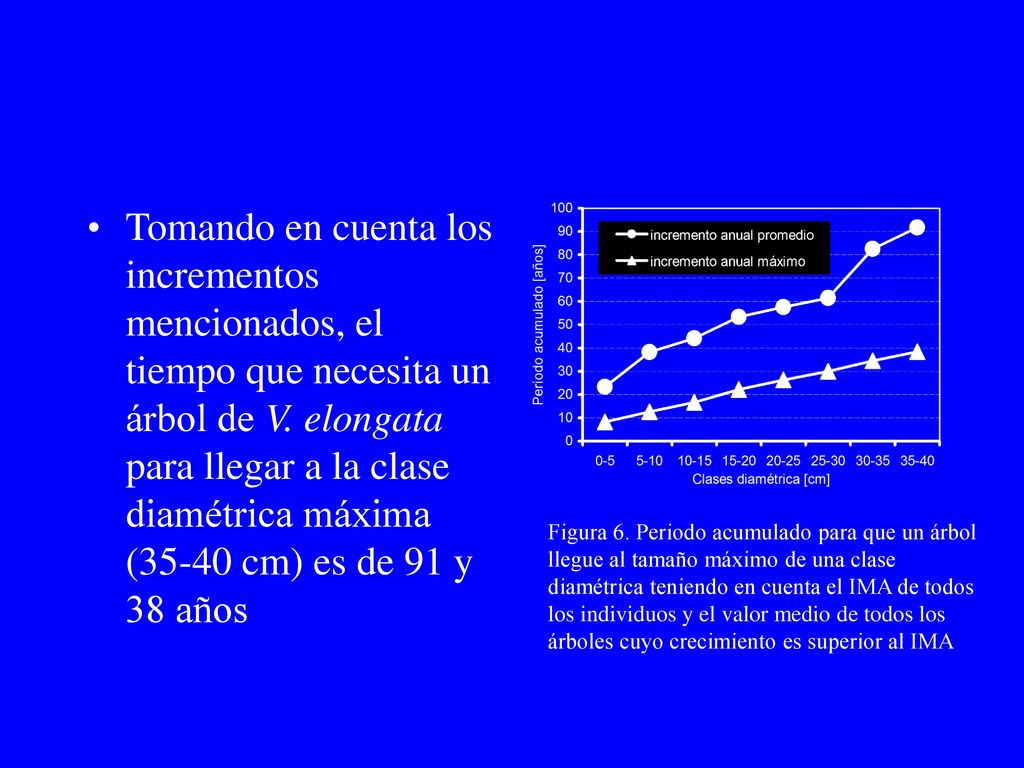 Tomando en cuenta los incrementos mencionados, el tiempo que necesita un árbol de V. elongata para llegar a la clase diamétrica máxima (35-40 cm) es de 91 y 38 años