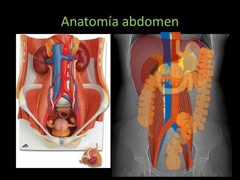 Anatomía abdomen