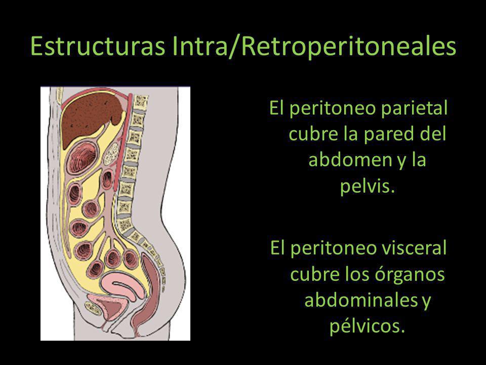 Estructuras Intra/Retroperitoneales