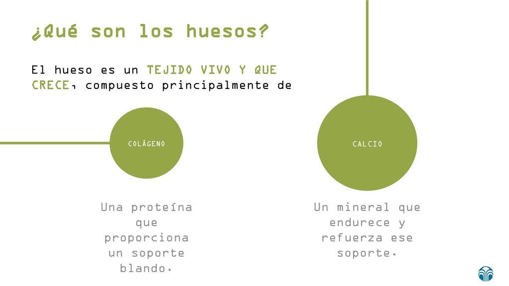 ¿Qué son los huesos El hueso es un TEJIDO VIVO Y QUE CRECE, compuesto principalmente de. CALCIO. COLÁGENO.