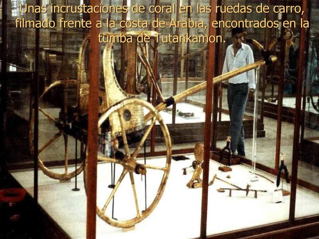Unas incrustaciones de coral en las ruedas de carro, filmado frente a la costa de Arabia, encontrados en la tumba de Tutankamon.
