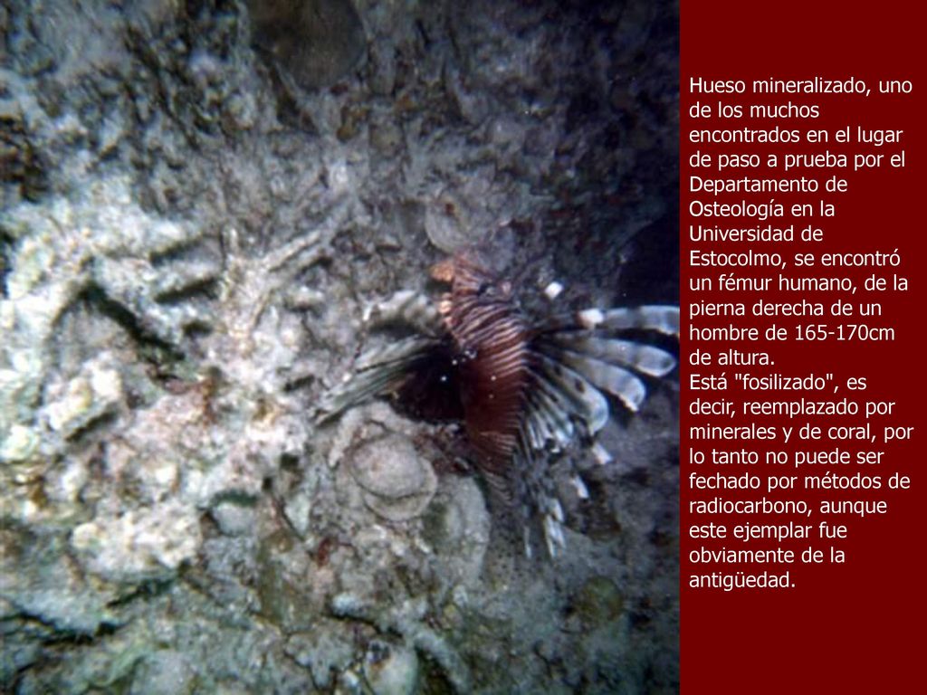 Hueso mineralizado, uno de los muchos encontrados en el lugar de paso a prueba por el Departamento de Osteología en la Universidad de Estocolmo, se encontró un fémur humano, de la pierna derecha de un hombre de cm de altura.
