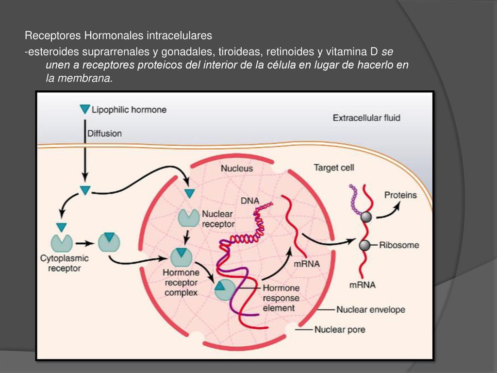 Receptores Hormonales intracelulares -esteroides suprarrenales y gonadales, tiroideas, retinoides y vitamina D se unen a receptores proteicos del interior de la célula en lugar de hacerlo en la membrana.