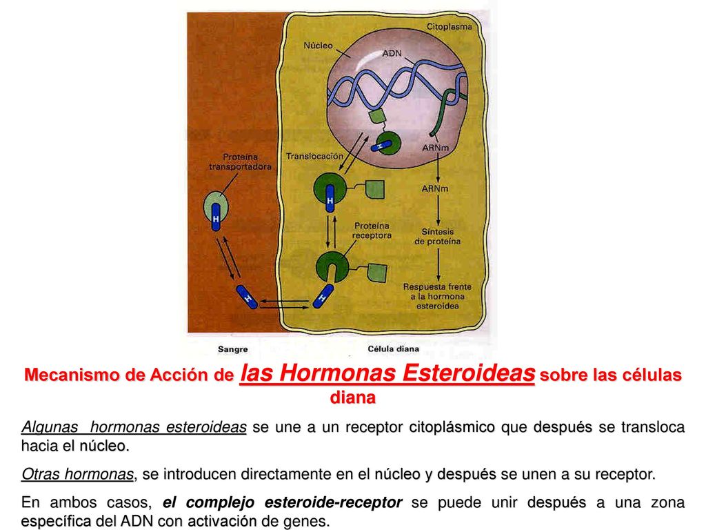 Mecanismo de Acción de las Hormonas Esteroideas sobre las células diana