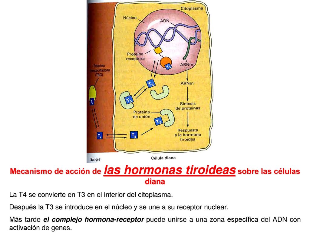 Mecanismo de acción de las hormonas tiroideas sobre las células diana