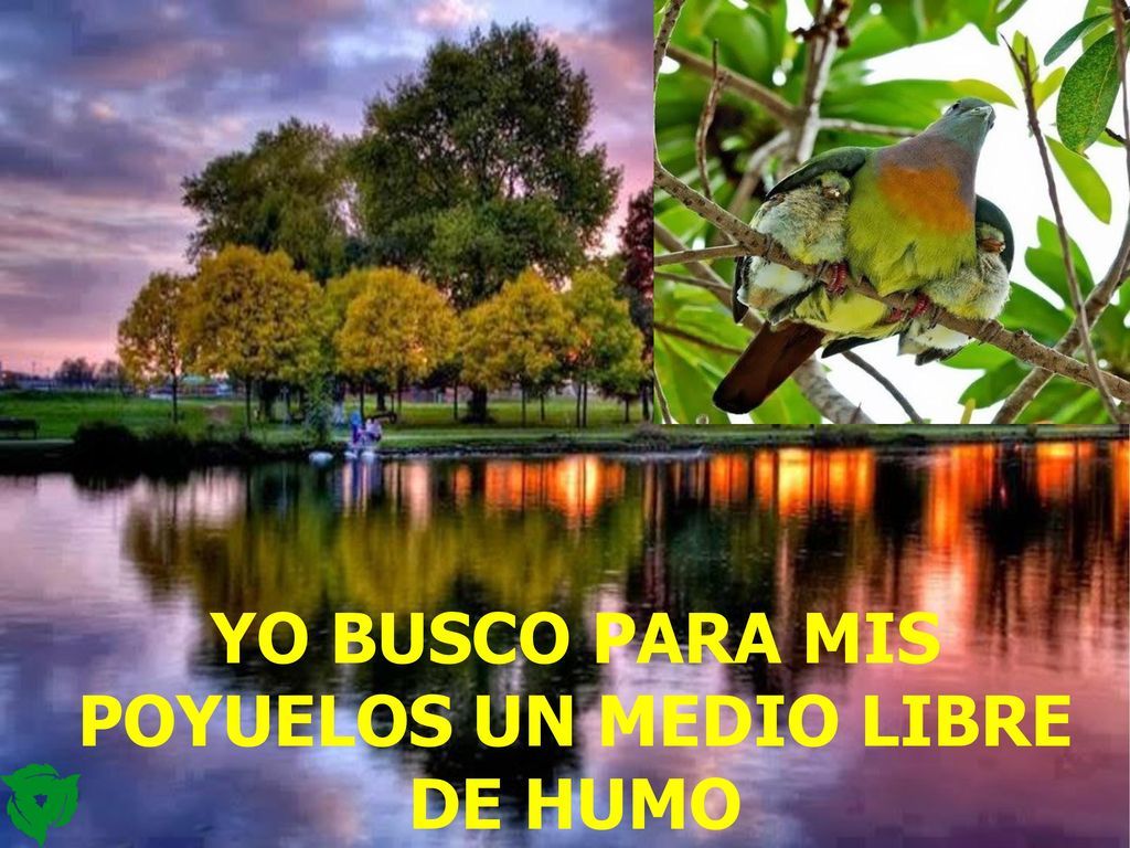 YO BUSCO PARA MIS POYUELOS UN MEDIO LIBRE DE HUMO