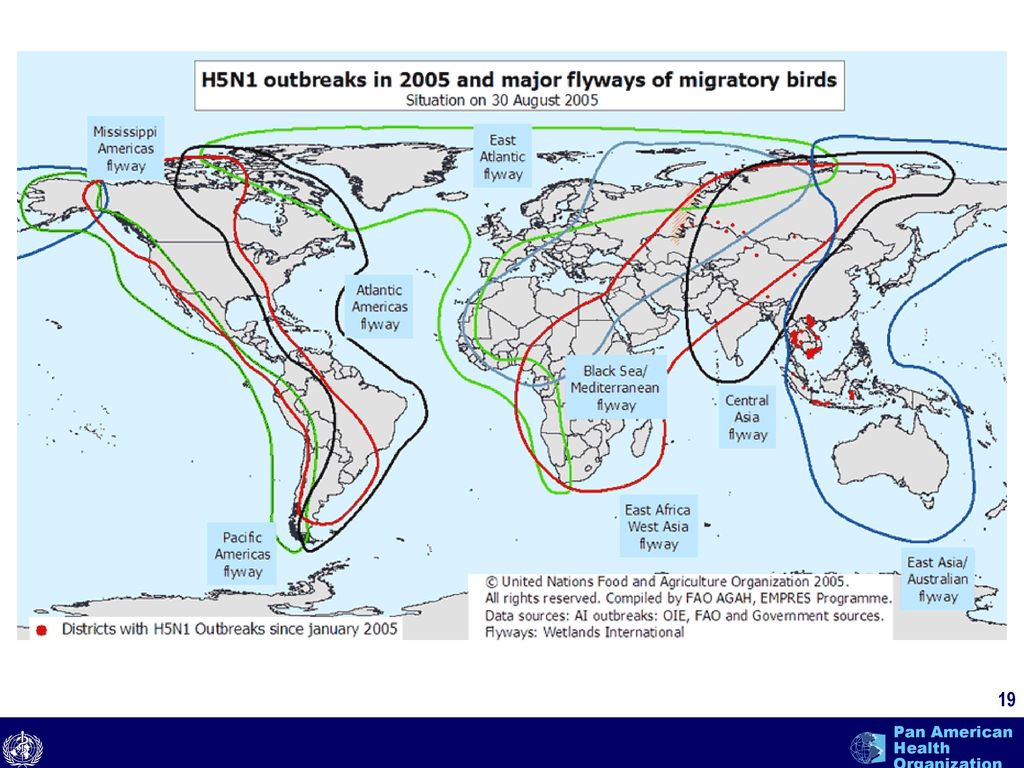 Rotas de las aves migratorias, lo que permite que aparezca la influenza aviar en áreas donde no había antes.
