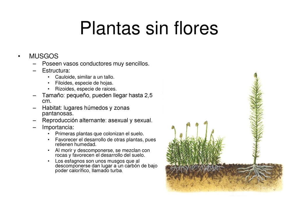 Plantas sin flores MUSGOS Poseen vasos conductores muy sencillos.