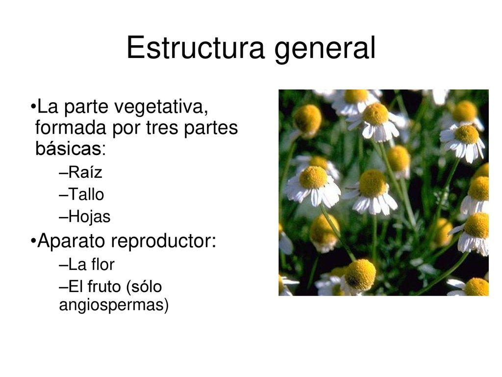 Estructura general La parte vegetativa, formada por tres partes básicas: Raíz. Tallo. Hojas. Aparato reproductor: