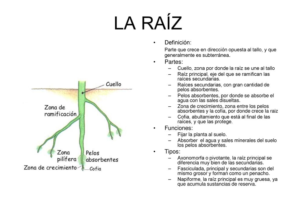 LA RAÍZ Definición: Parte que crece en dirección opuesta al tallo, y que generalmente es subterránea.