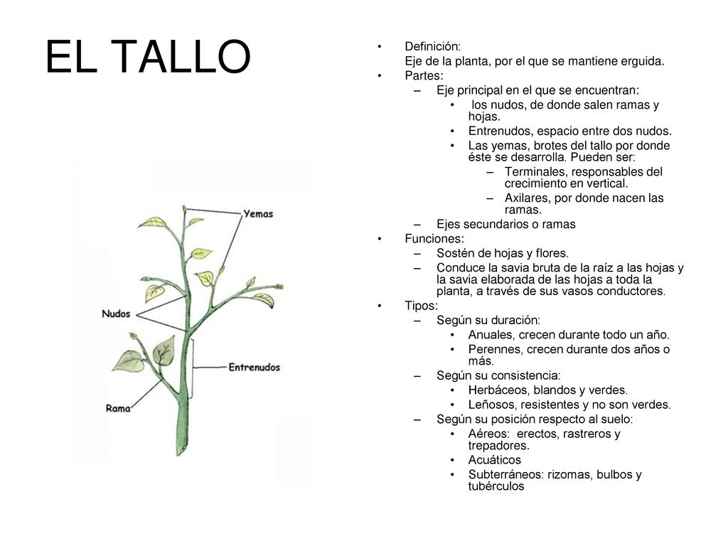 EL TALLO Definición: Eje de la planta, por el que se mantiene erguida.