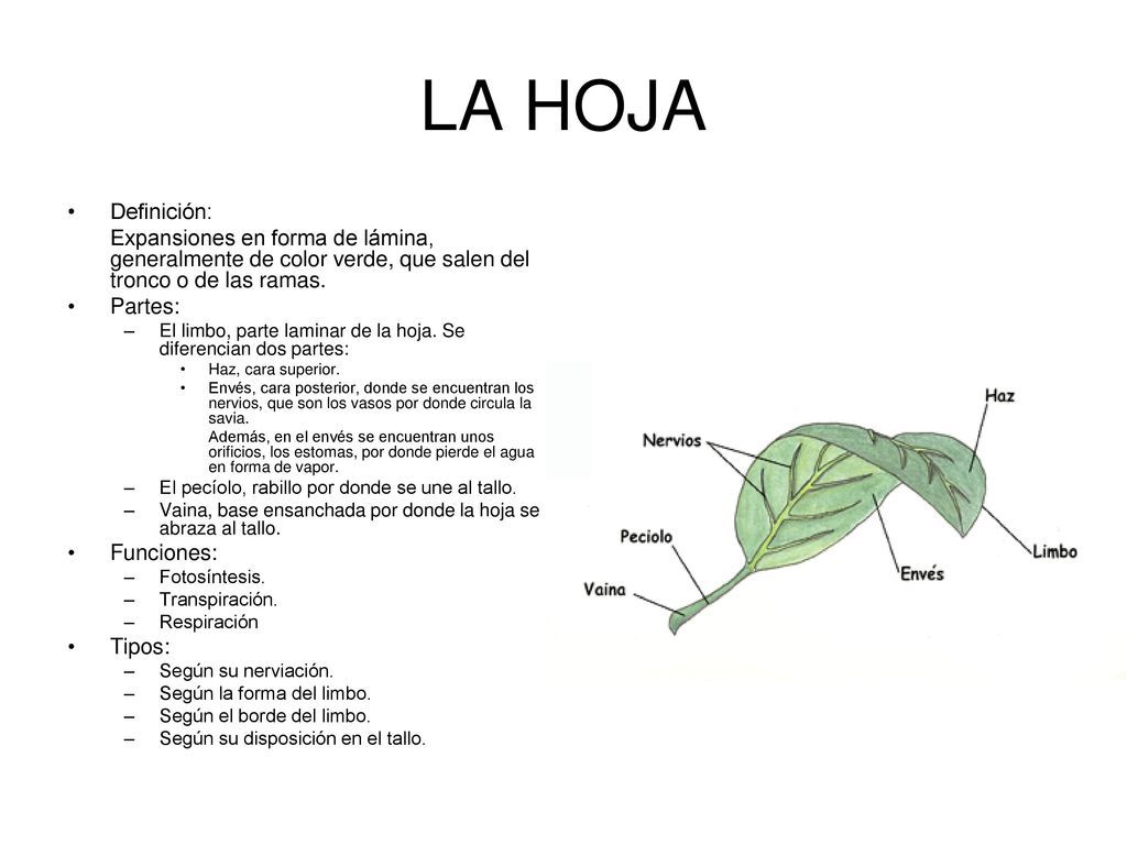 LA HOJA Definición: Expansiones en forma de lámina, generalmente de color verde, que salen del tronco o de las ramas.