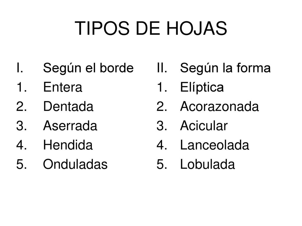 TIPOS DE HOJAS Según el borde Entera Dentada Aserrada Hendida
