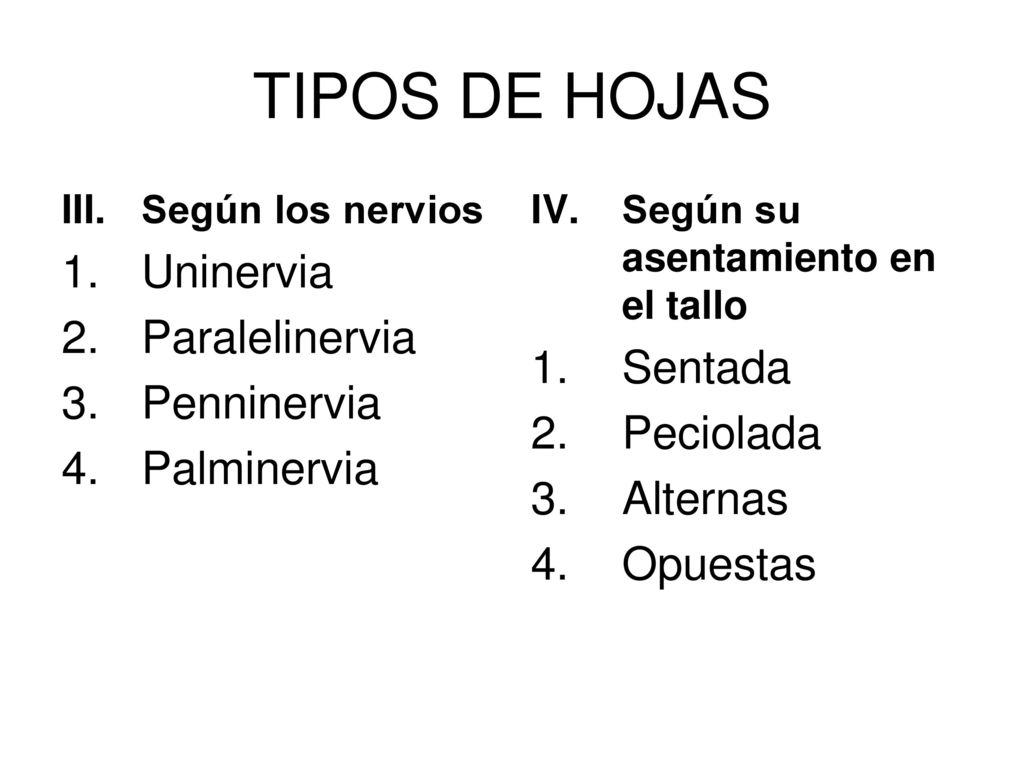 TIPOS DE HOJAS Uninervia Paralelinervia Sentada Penninervia Peciolada