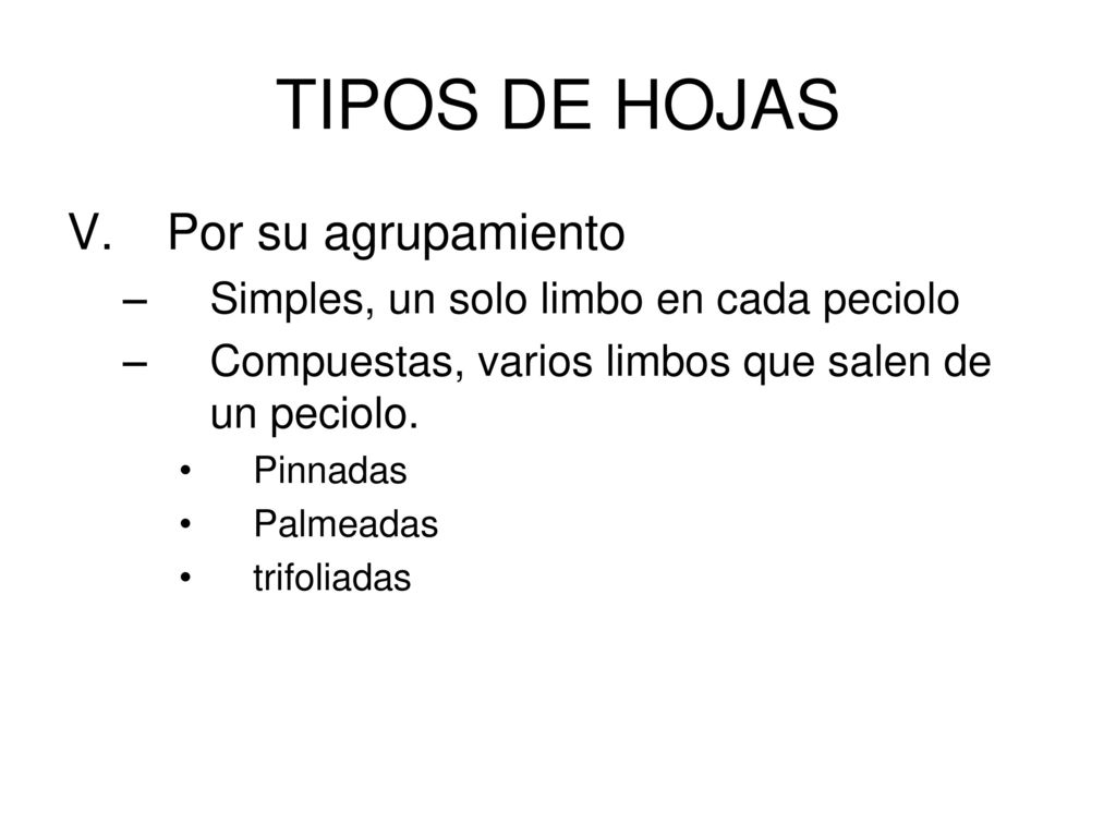 TIPOS DE HOJAS Por su agrupamiento