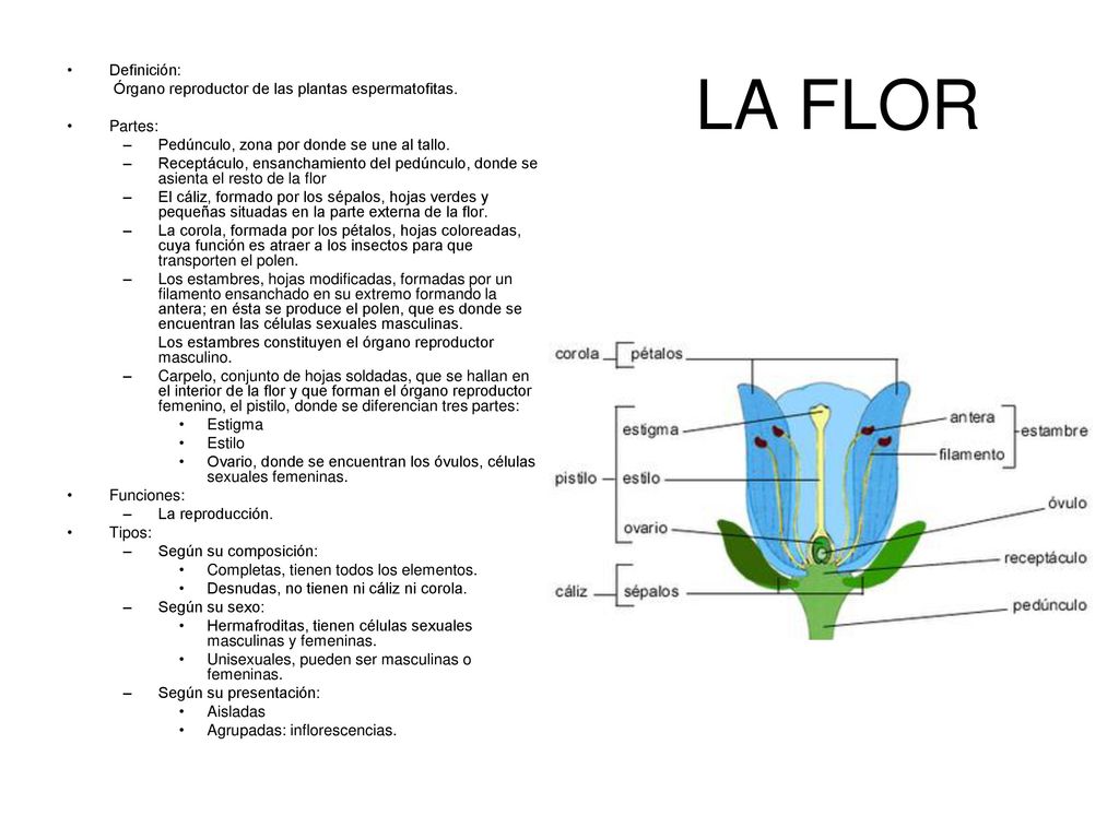 LA FLOR Definición: Órgano reproductor de las plantas espermatofitas.