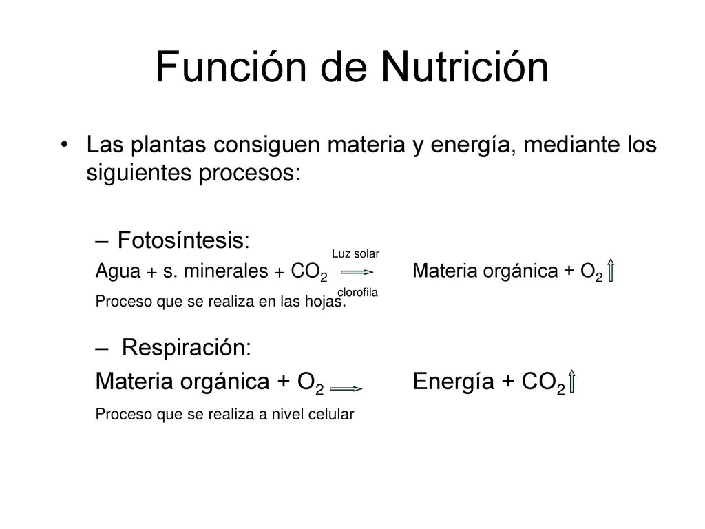 Función de Nutrición Las plantas consiguen materia y energía, mediante los siguientes procesos: Fotosíntesis: