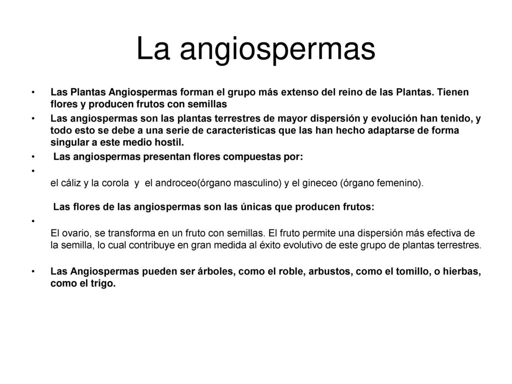 La angiospermas Las Plantas Angiospermas forman el grupo más extenso del reino de las Plantas. Tienen flores y producen frutos con semillas.
