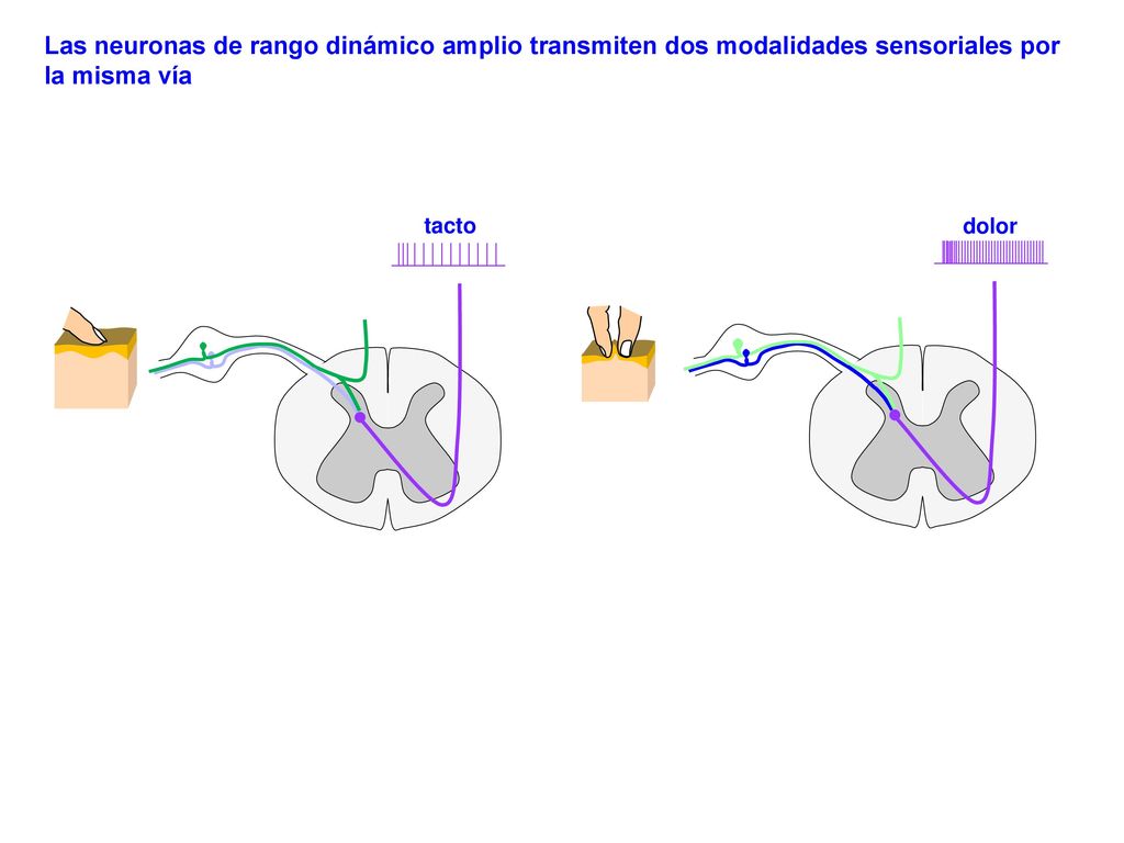 Las neuronas de rango dinámico amplio transmiten dos modalidades sensoriales por la misma vía