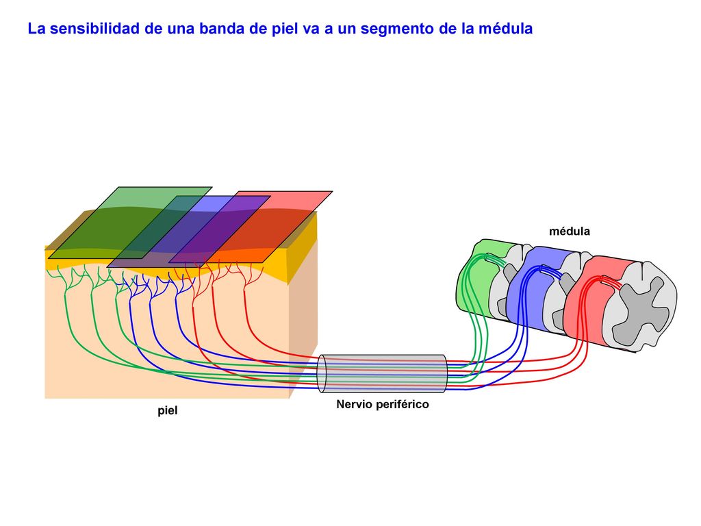 La sensibilidad de una banda de piel va a un segmento de la médula