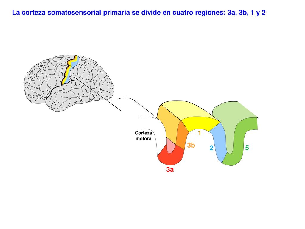 La corteza somatosensorial primaria se divide en cuatro regiones: 3a, 3b, 1 y 2
