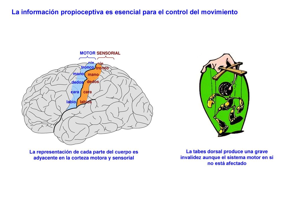 La información propioceptiva es esencial para el control del movimiento