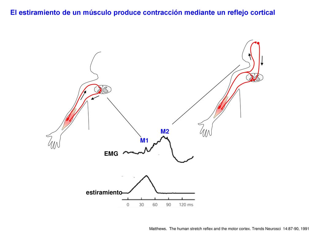 El estiramiento de un músculo produce contracción mediante un reflejo cortical