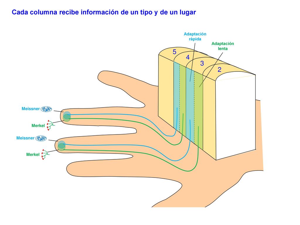 Cada columna recibe información de un tipo y de un lugar
