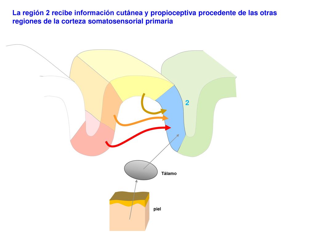 La región 2 recibe información cutánea y propioceptiva procedente de las otras regiones de la corteza somatosensorial primaria