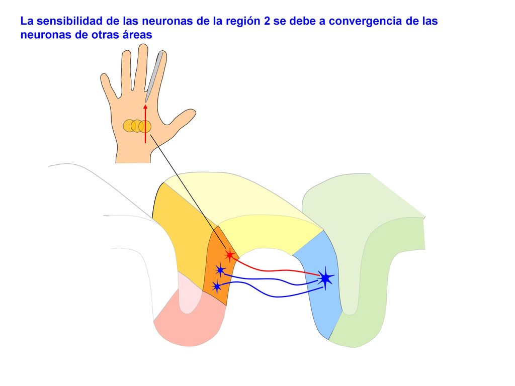 La sensibilidad de las neuronas de la región 2 se debe a convergencia de las neuronas de otras áreas
