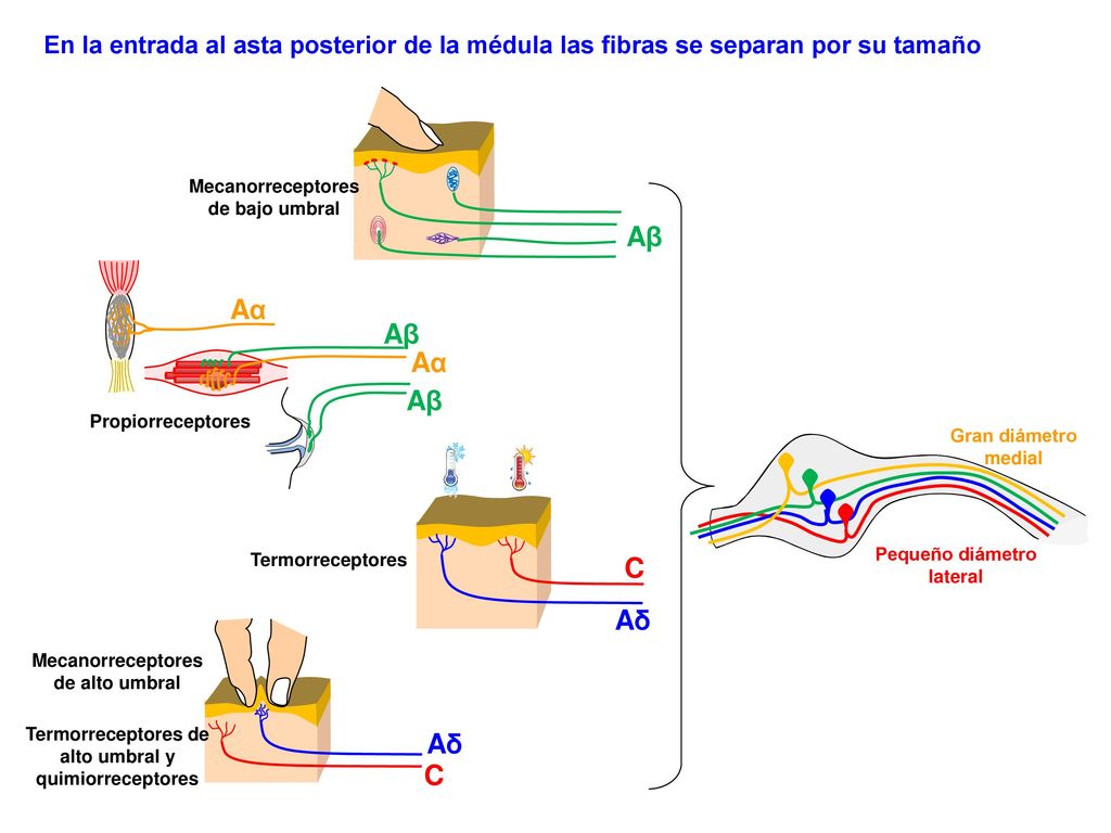 En la entrada al asta posterior de la médula las fibras se separan por su tamaño