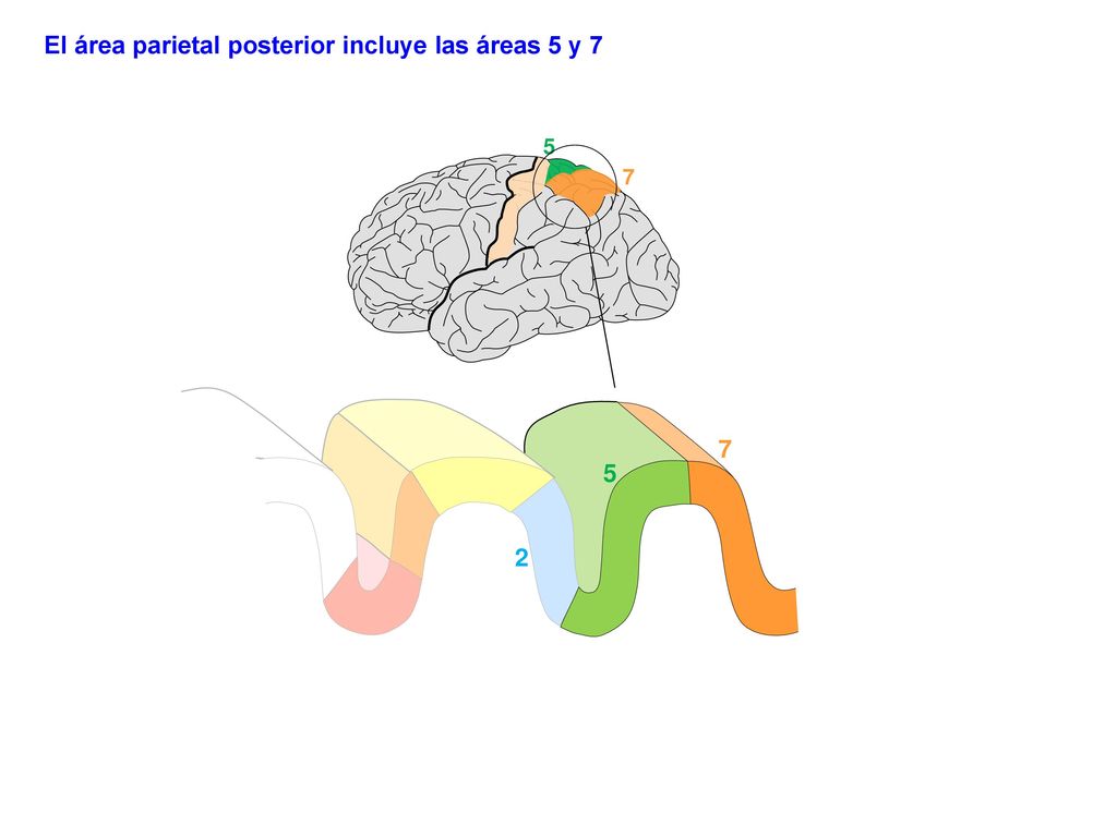 El área parietal posterior incluye las áreas 5 y 7