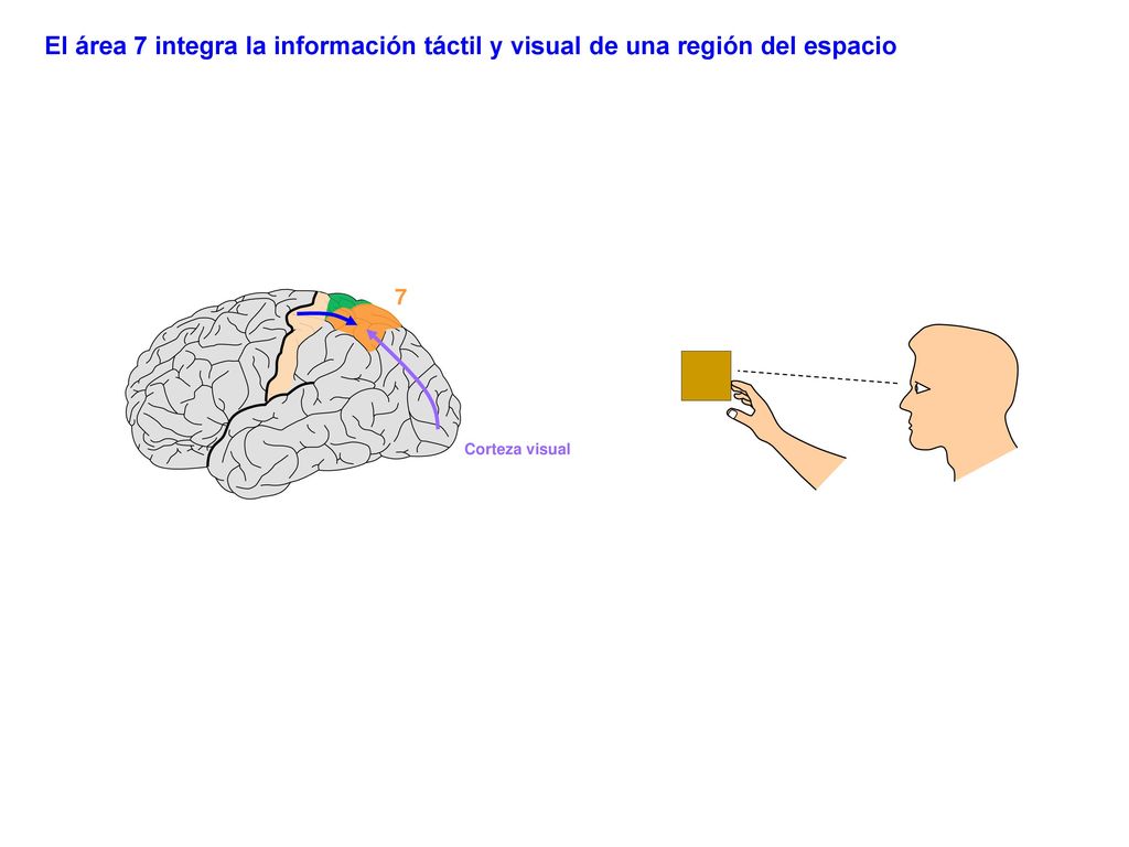 El área 7 integra la información táctil y visual de una región del espacio