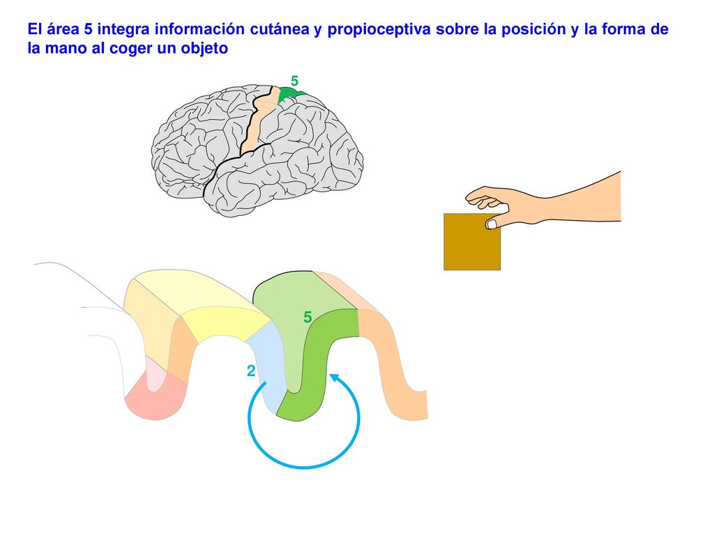 El área 5 integra información cutánea y propioceptiva sobre la posición y la forma de la mano al coger un objeto