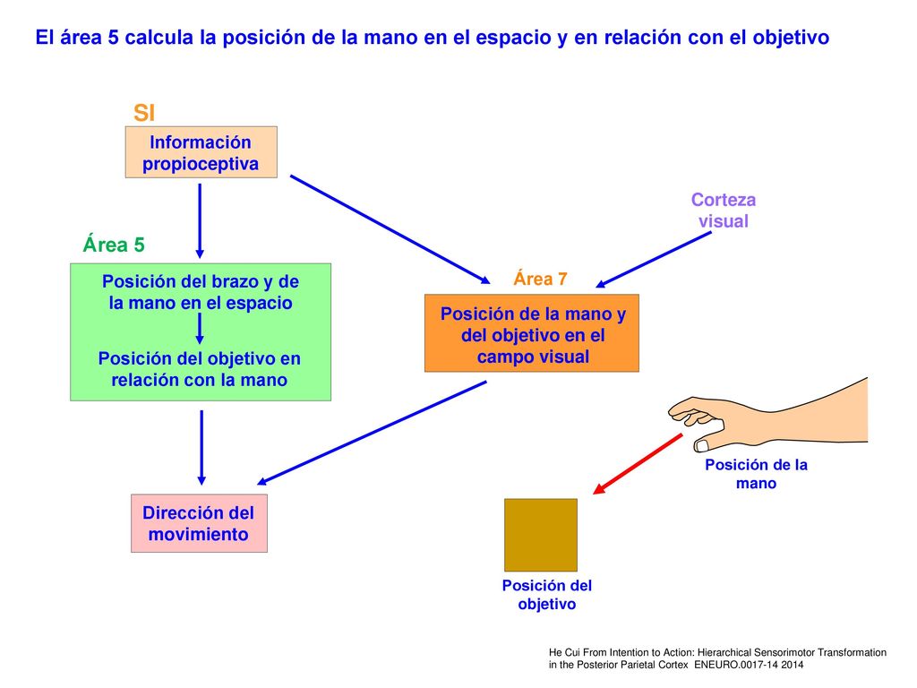 El área 5 calcula la posición de la mano en el espacio y en relación con el objetivo
