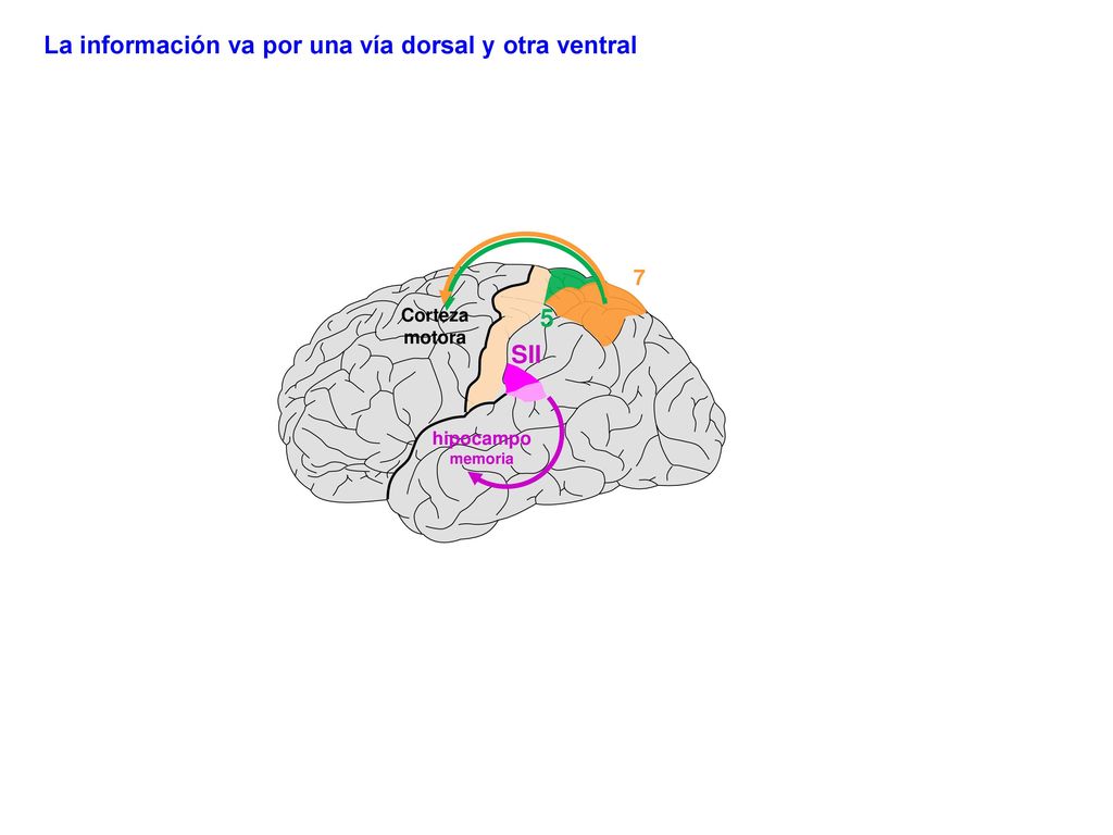 La información va por una vía dorsal y otra ventral
