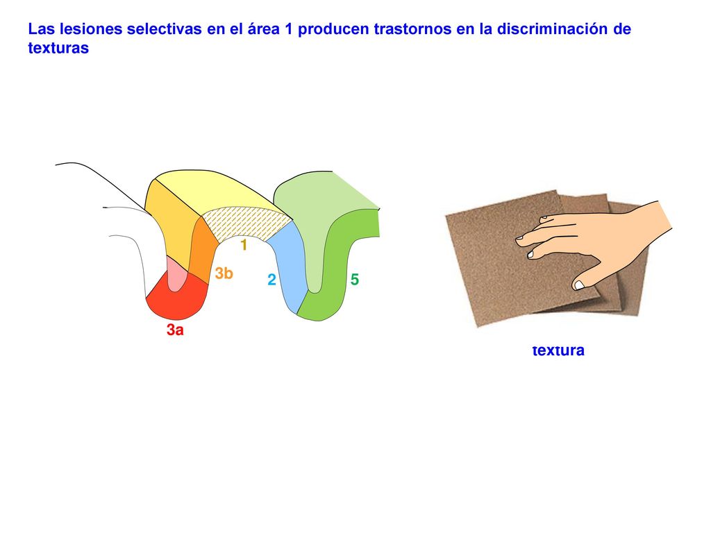 Las lesiones selectivas en el área 1 producen trastornos en la discriminación de texturas